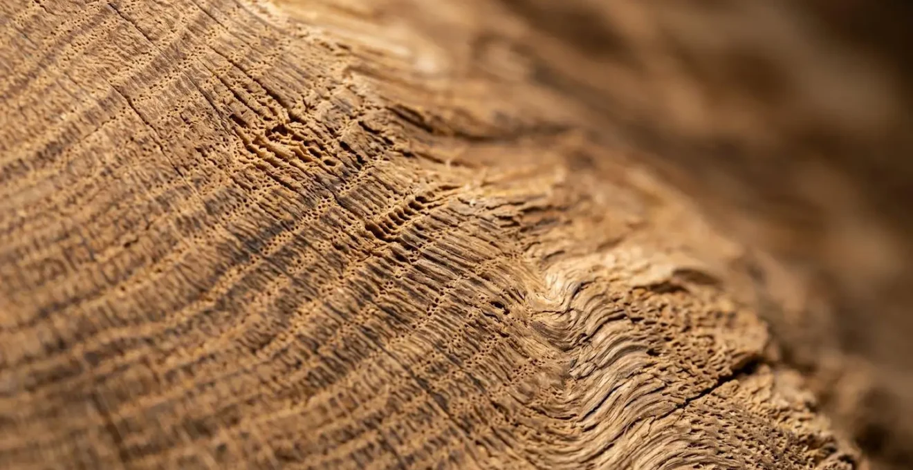 Extreme close-up of natural wood grain patterns showing fractal-like structures